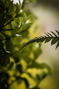 shallow focus of green leaf thumbnail