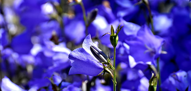 selective focus photography of purple bellflower thumbnail