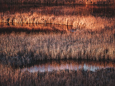 body of water surrounded by grass thumbnail