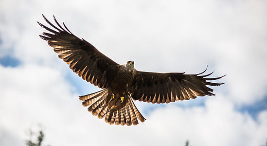 photo of black American eagle flying thumbnail