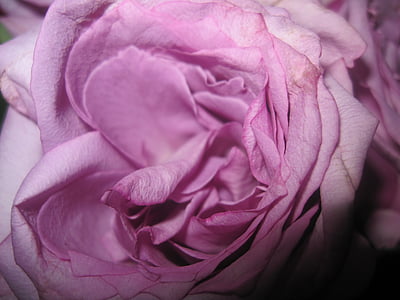 closeup photo of pink rose in bloom thumbnail
