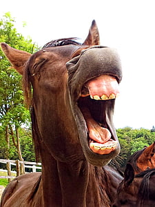 photo of brown horse opening mouth thumbnail