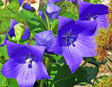 purple petaled flowers thumbnail
