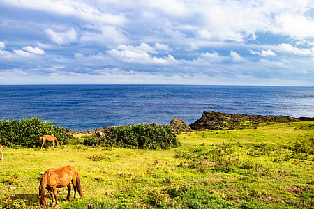 brown horses on field near sea thumbnail