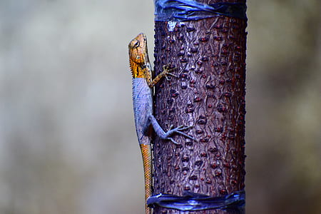 gray and brown lizard on brown tree trunk thumbnail
