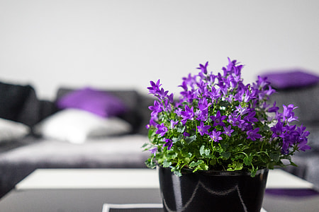 green leaved plant with purple flower on black pot thumbnail