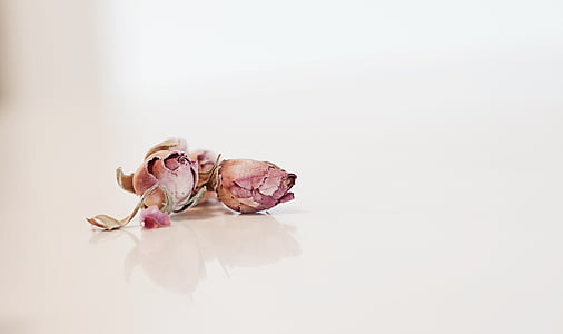 gray rose thumbnail