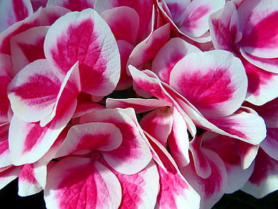 pink-and-white flowers thumbnail