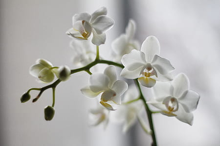 white petaled flowers thumbnail