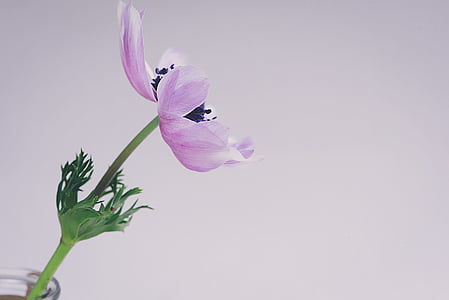 focus photography of purple petaled flower thumbnail