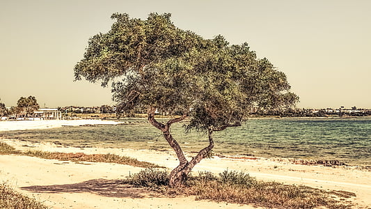 green leaf tree beside seashore at daytime thumbnail