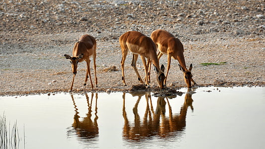 three brown deers drinking water on calm body of water thumbnail