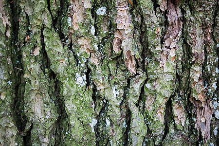 Closeup Bark Tree Forest thumbnail