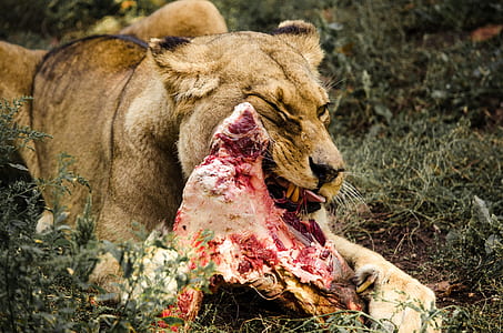 lion eatting meat thumbnail
