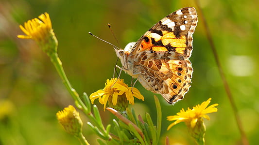 painted lady butterfly perching on yellow flower thumbnail
