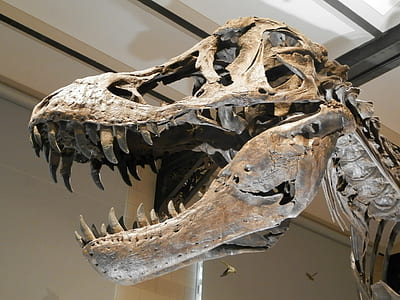dinosaur skeleton thumbnail