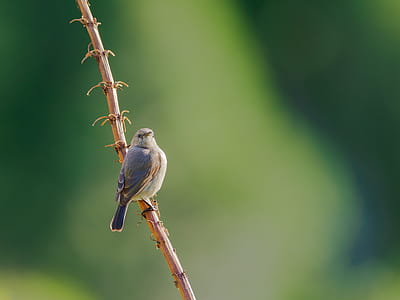 Selective Focus Photography of Gray Bird Perching on Branch thumbnail