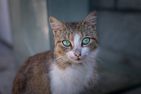 brown Tabby cat on gray surface thumbnail