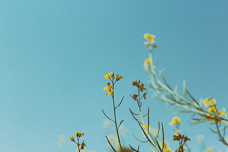 yellow flower shallow focus photography thumbnail