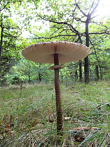 white mushroom in front of trees at daytime ] thumbnail