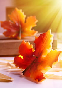 close-up photography of red maple leaf thumbnail