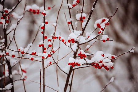 red faux berries with snow in selective focus photography thumbnail