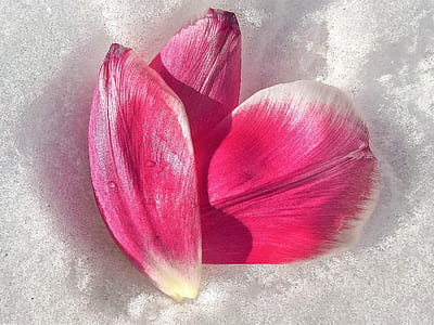 three pink flower petals on white powder thumbnail