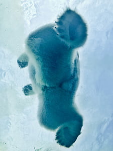 low-angle photo of polar bear standing on thin ice wallpaper thumbnail