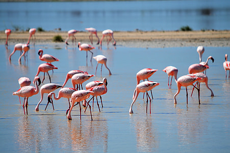flamingo's on body of water thumbnail