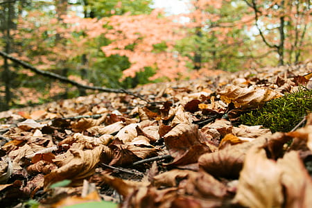 close-up photography of brown dried leaves on soil at daytime thumbnail
