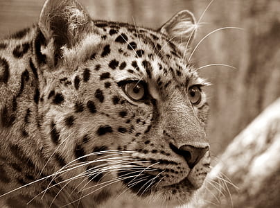 shallow focus photography of cheetah thumbnail