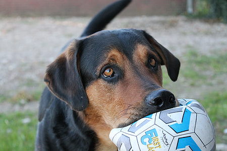 dog biting a throw pillow thumbnail