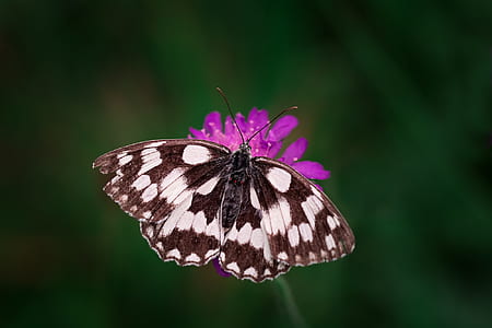 selective focus photography of marbled white butterfly on purple flower thumbnail