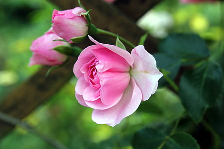 selective photo of pink flower thumbnail