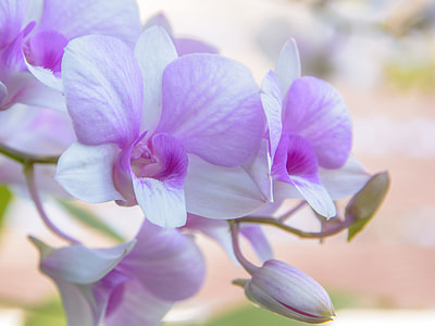 focus photo of purple orchids thumbnail