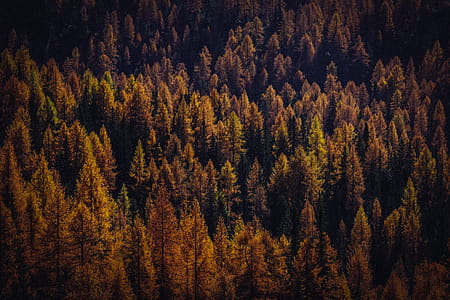 Orange Leafed Trees thumbnail