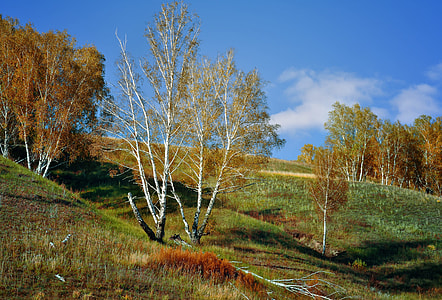 green grass hill with trees under blue sky at daytime thumbnail