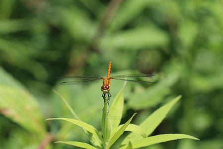 Skimmer Dragonfly Perched On Green Leaf In Close-up Photography thumbnail