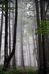 green trees inside forest thumbnail