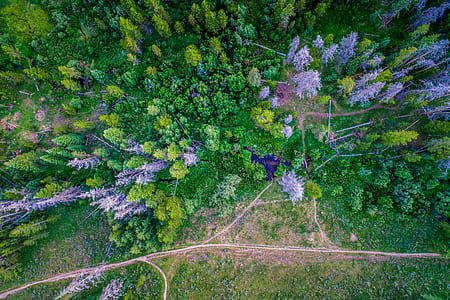 bird's eye view of forest thumbnail