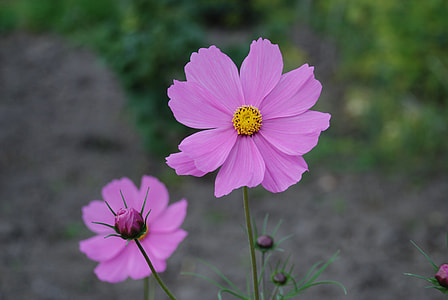 two pink flowers in tilt shift lens photography thumbnail