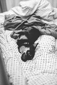 Dog lying on a bed thumbnail