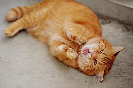 orange tabby cat lying on the floor thumbnail