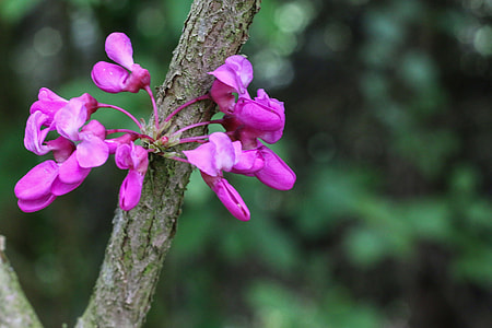 Tree Of Judea, Pink Flowers thumbnail