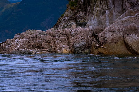 bird flying on water near rock thumbnail