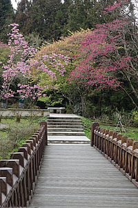 Cherry Trail, Cherry Blossom Forest thumbnail