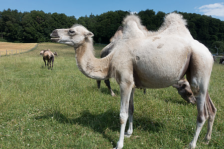 camel on grass field thumbnail