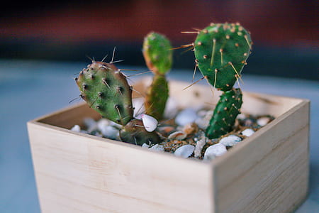 potted green cactus in closeup photography thumbnail