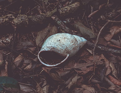 white seashell on brown dried leaves thumbnail