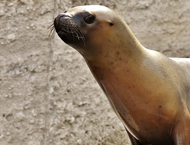 close up photo of seal thumbnail